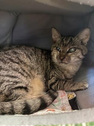 Enlarge DOVE, an adoptable mixed breed in Fernandina Beach, FL image 2/2