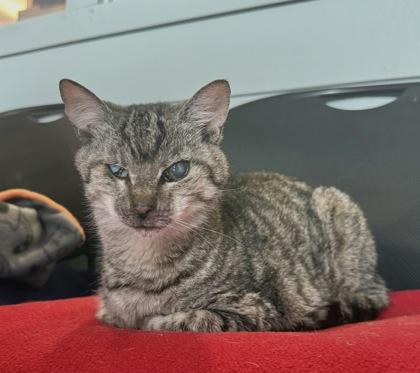 DOVE, adoptable, Senior Female Domestic Short Hair.