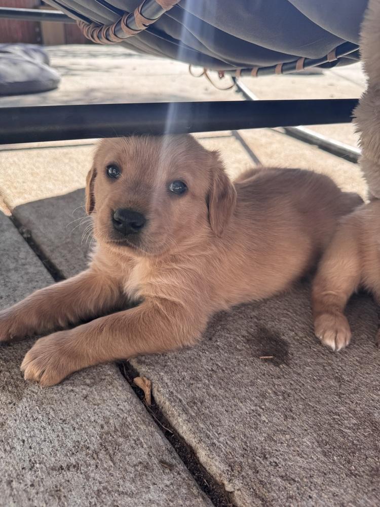Cherry / Forest, Adopted, Puppy Male Golden Retriever & Mixed Breed.
