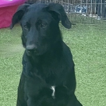 Shihloh, an adoptable Shepherd in eau claire, WI, 54701 | Photo Image 3