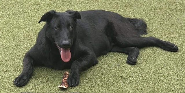Shihloh, an adoptable Shepherd in eau claire, WI, 54701 | Photo Image 4