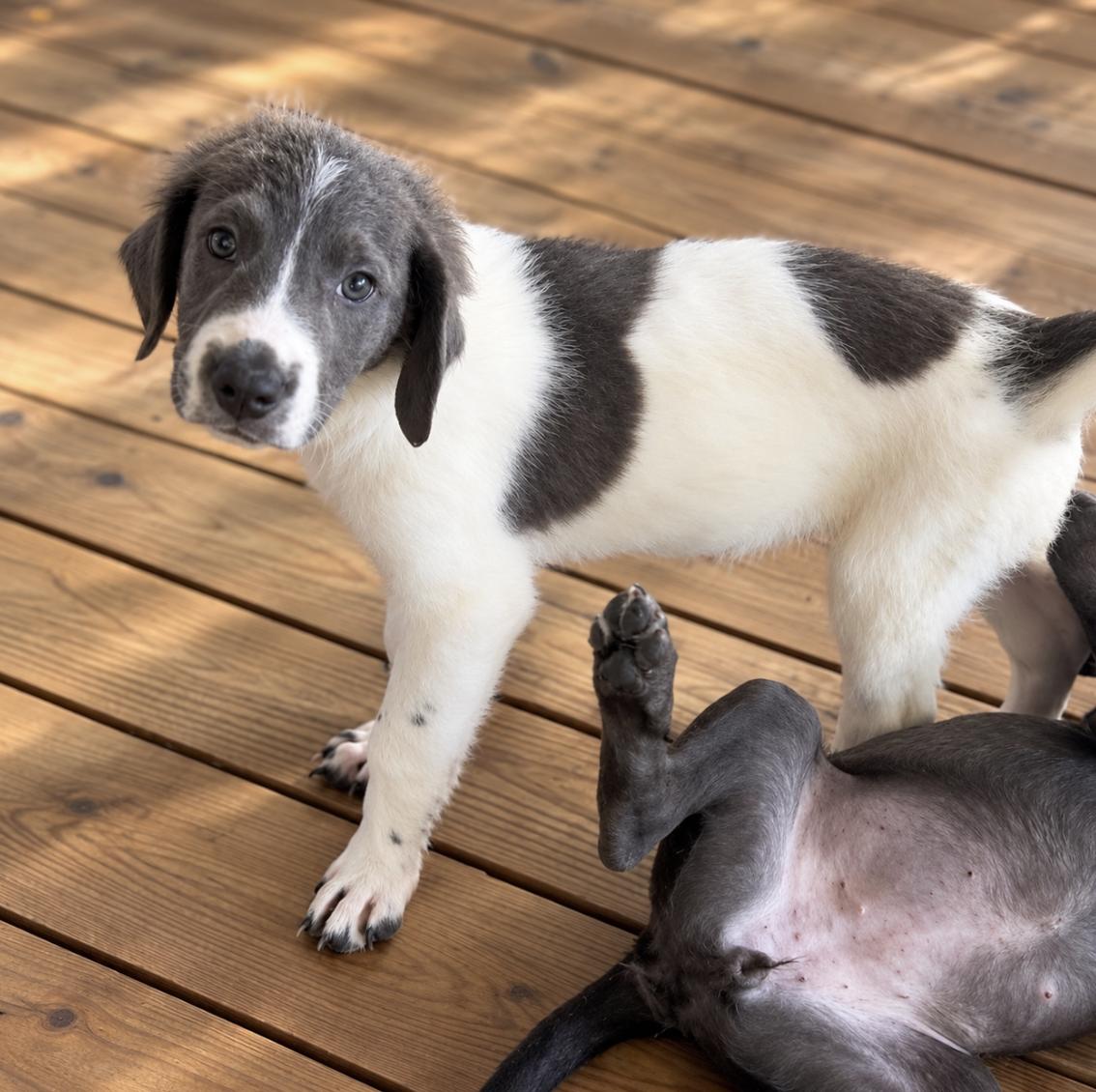 Enlarge Josie, a Adoptable mixed breed in Brattleboro, VT image 5/6