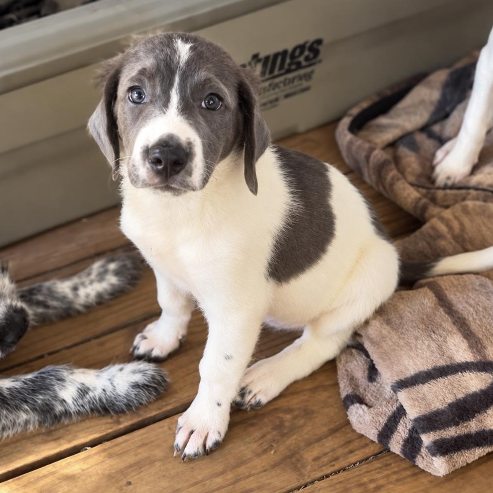 Enlarge Josie, a Adoptable mixed breed in Brattleboro, VT image 1/6