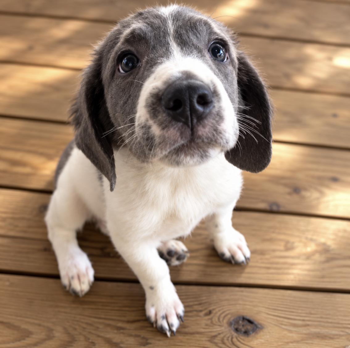 Enlarge Josie, a Adoptable mixed breed in Brattleboro, VT image 6/6