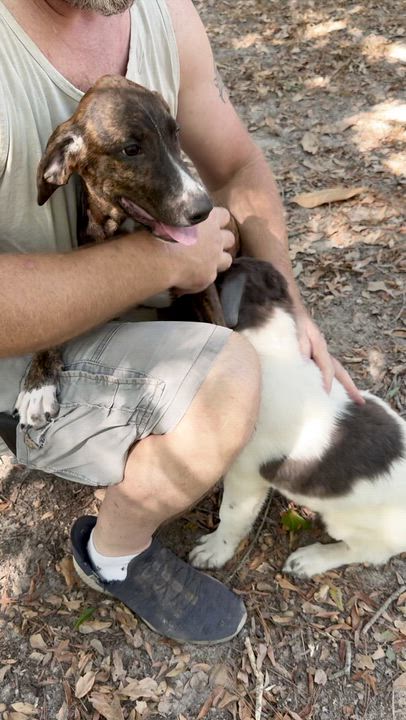 Enlarge Josie, a Adoptable mixed breed in Brattleboro, VT video 2/6