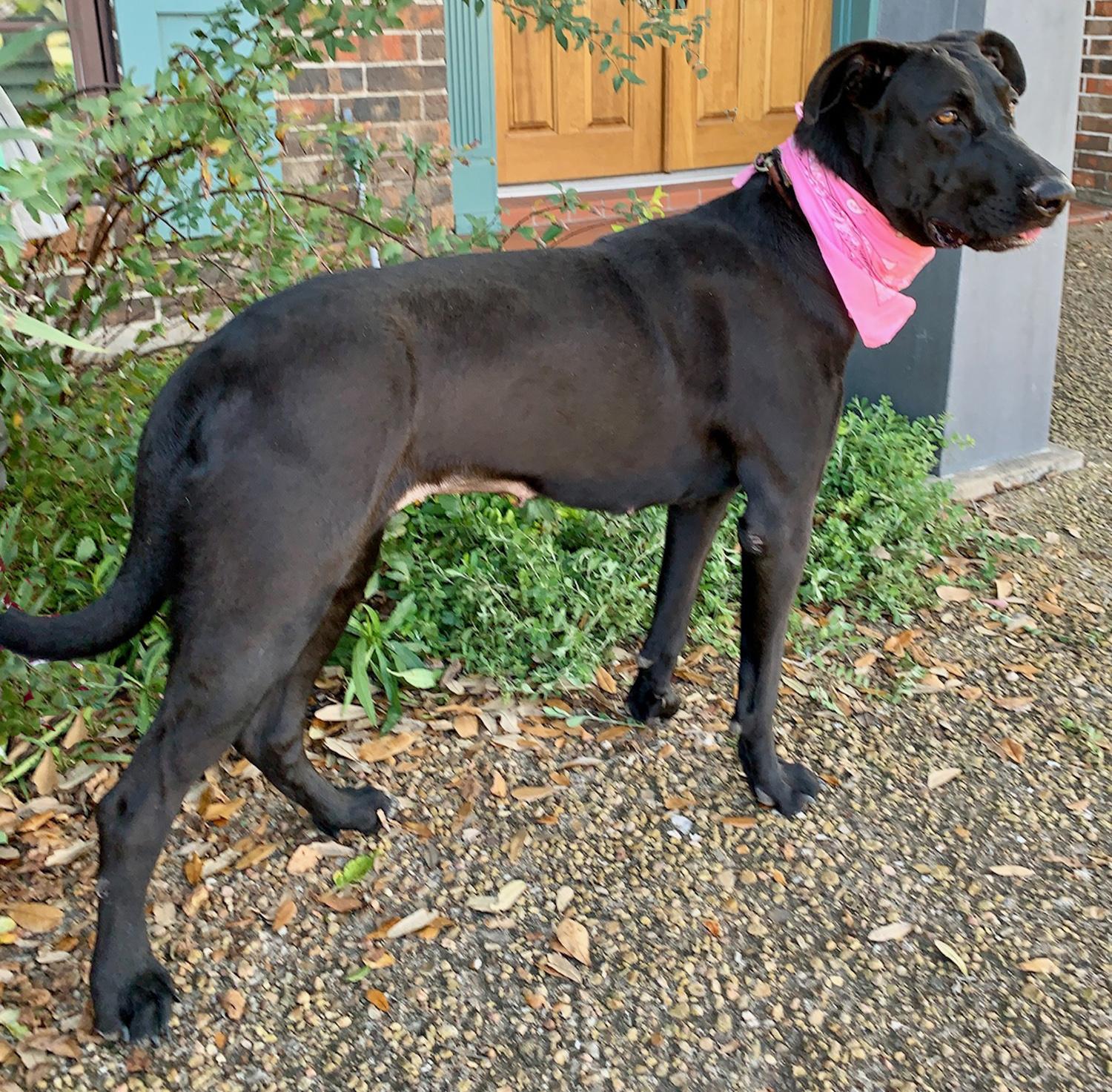 LOVEABLE LUCY!, a Adoptable mixed breed in Groton, CT image 5/5