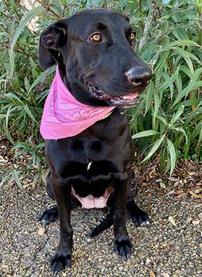 LOVEABLE LUCY!, a Adoptable mixed breed in Groton, CT image 4/5