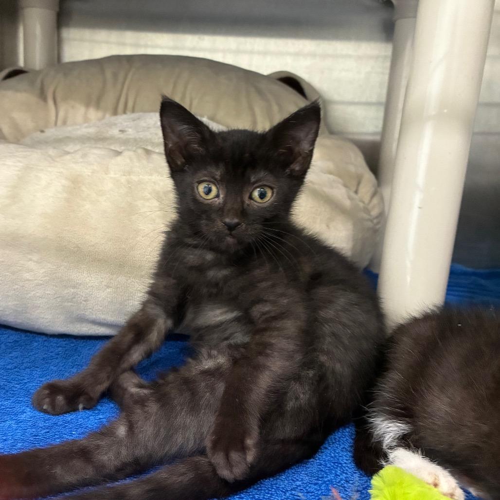 Enlarge Wednesday, a Adoptable Domestic Short Hair in Richmond Hill, GA image 1/2
