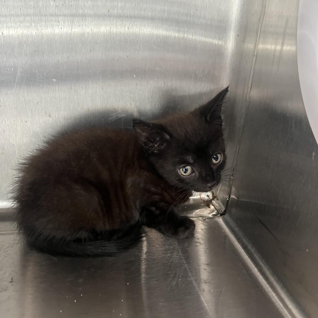Enlarge Wednesday, a Adoptable Domestic Short Hair in Richmond Hill, GA image 2/2