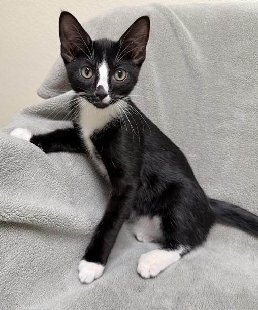 Enlarge Matt, a ADOPTABLE Domestic Short Hair in Miller Beach, IN image 1/1