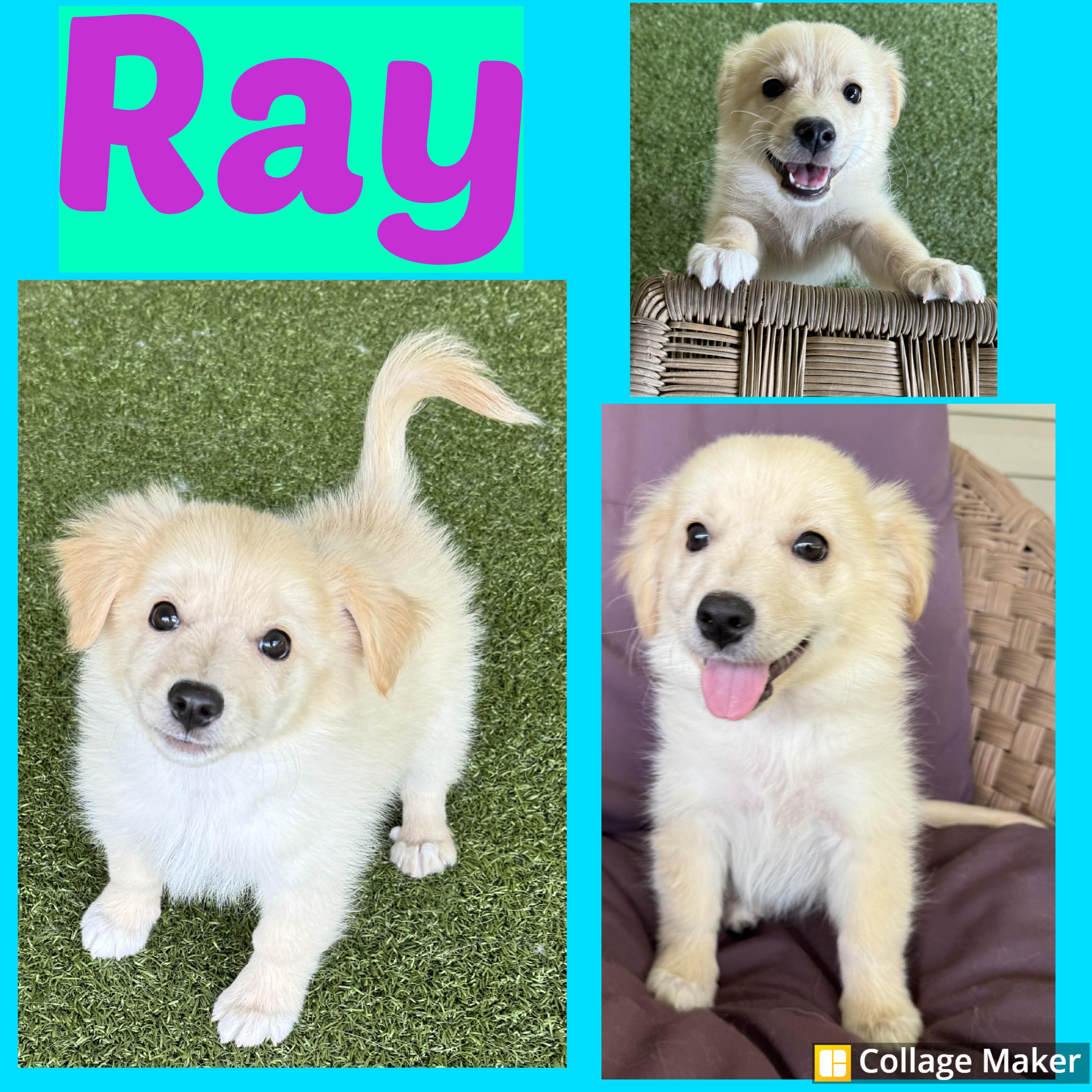 Ray