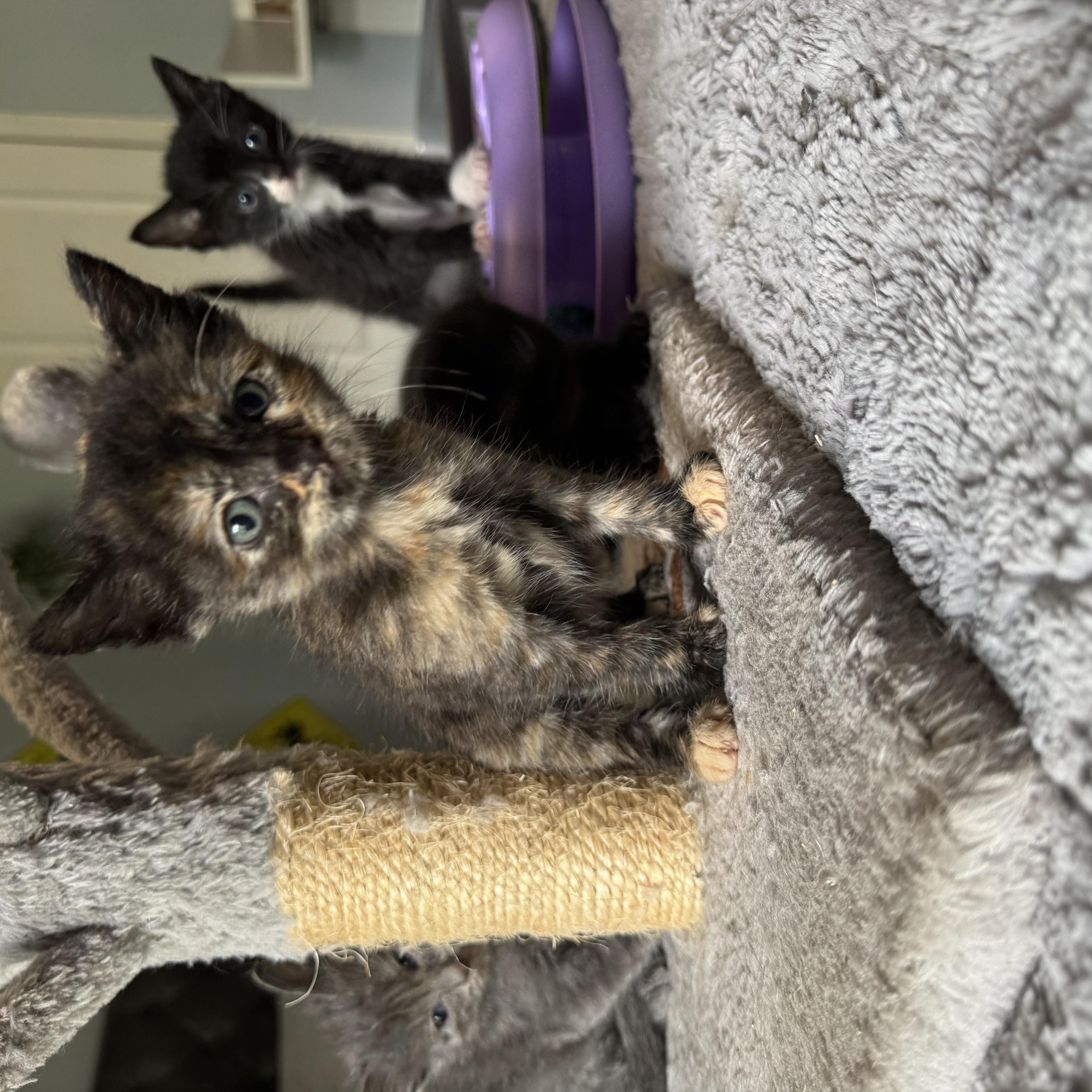 Mango, Adopted, Kitten Female Domestic Short Hair.