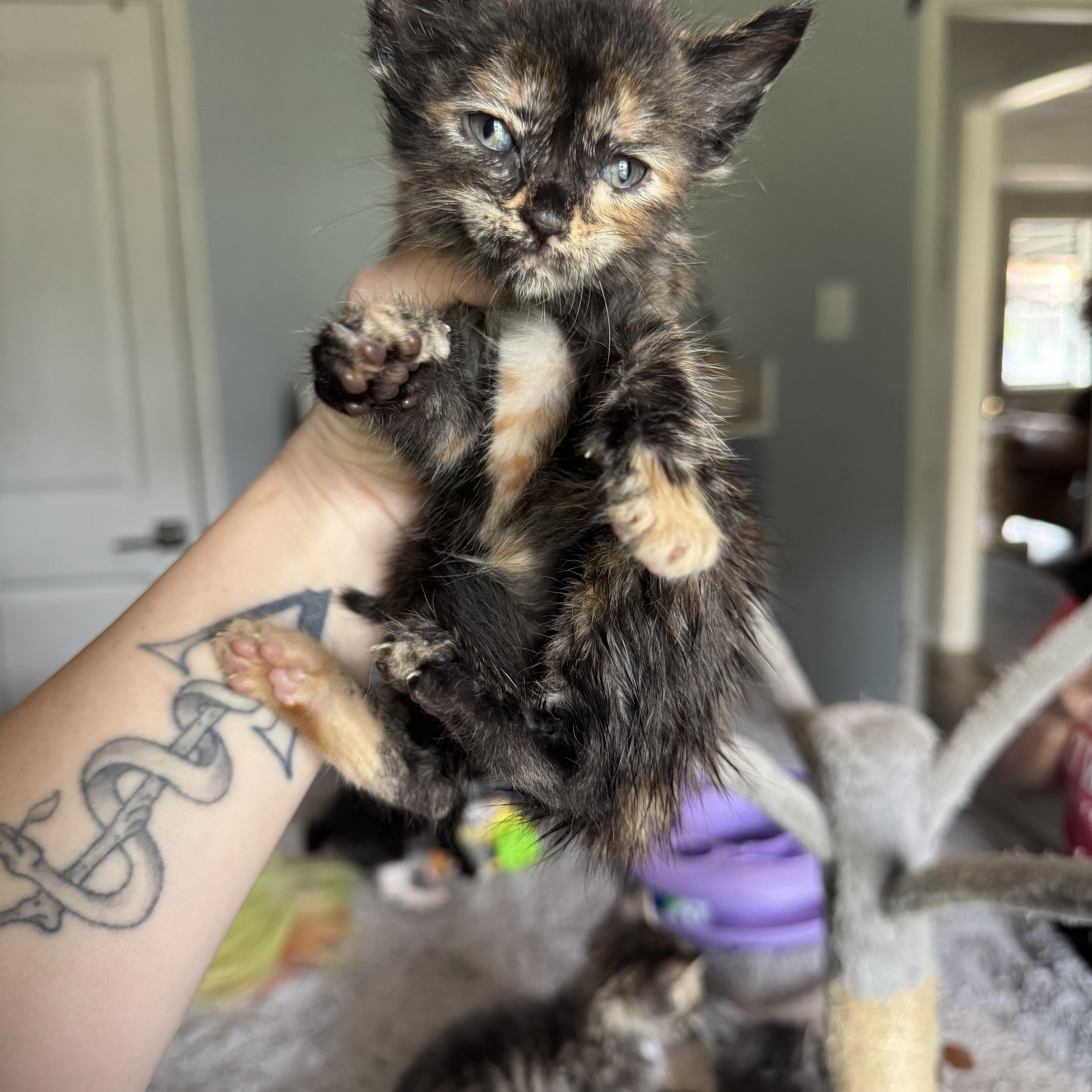 Enlarge Mango, a Adopted Domestic Short Hair in North Richland Hills, TX image 2/3