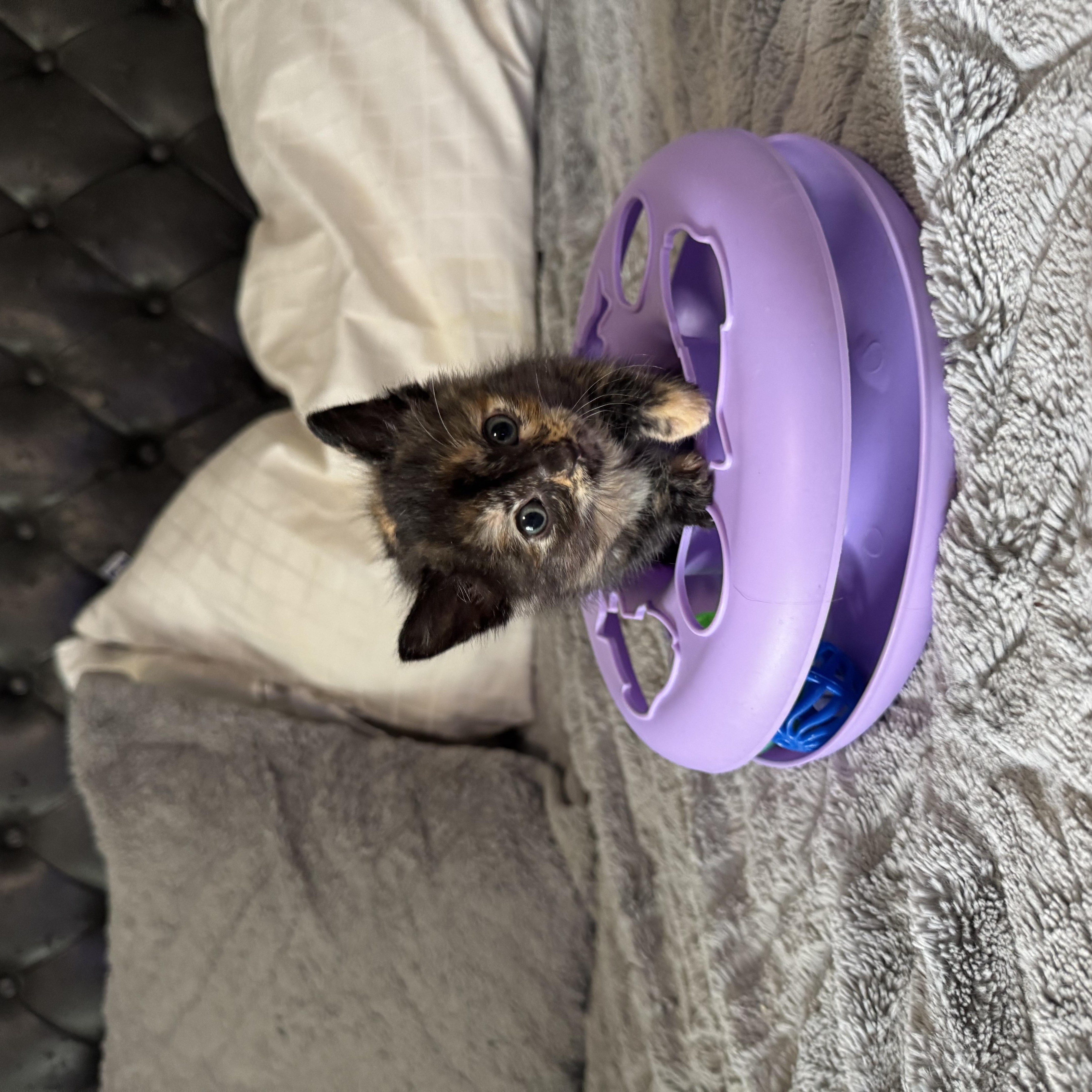 Enlarge Mango, a Adopted Domestic Short Hair in North Richland Hills, TX image 3/3