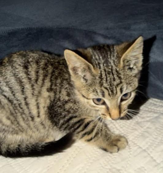 Enlarge Greer, a Adoptable Tabby in Germantown, OH image 1/3