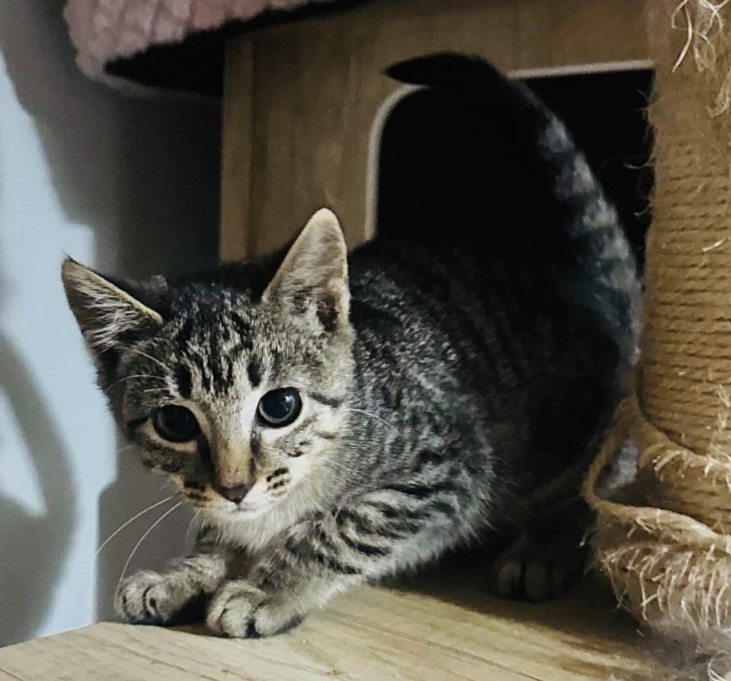 Enlarge Greer, a Adoptable Tabby in Germantown, OH image 2/3