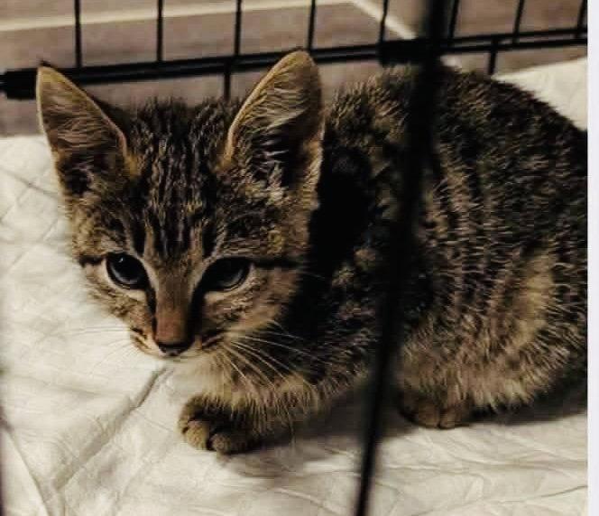 Enlarge Greer, a Adoptable Tabby in Germantown, OH image 3/3