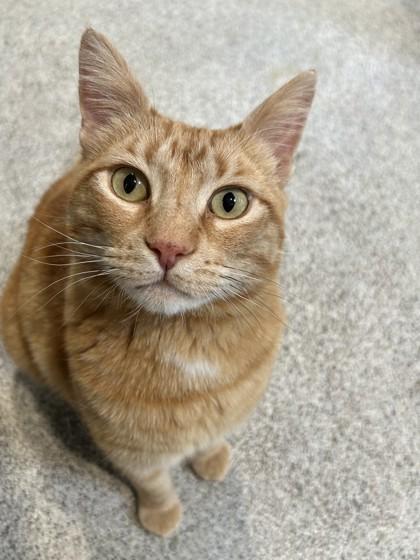 Enlarge Frank, an adopted Domestic Short Hair in Hamilton, MT image 1/6