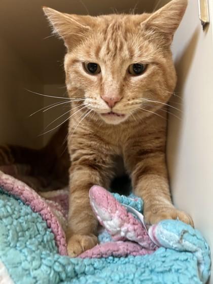 Enlarge Frank, an adopted Domestic Short Hair in Hamilton, MT image 6/6