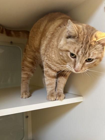 Enlarge Frank, an adopted Domestic Short Hair in Hamilton, MT image 3/6