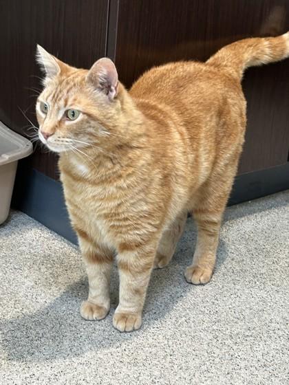 Enlarge Frank, an adopted Domestic Short Hair in Hamilton, MT image 2/6