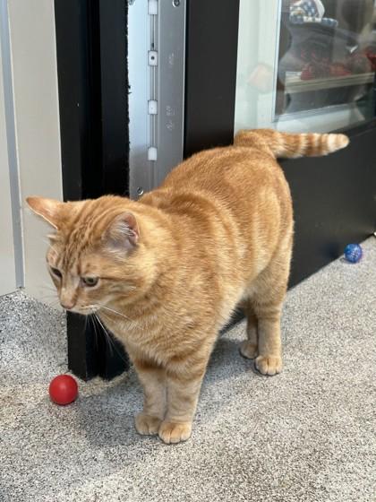 Enlarge Frank, an adopted Domestic Short Hair in Hamilton, MT image 4/6