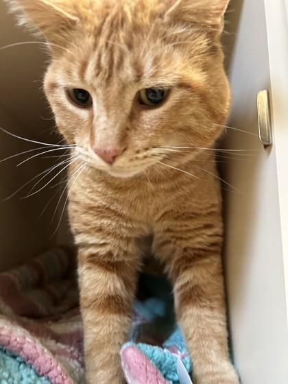 Enlarge Frank, an adopted Domestic Short Hair in Hamilton, MT image 5/6