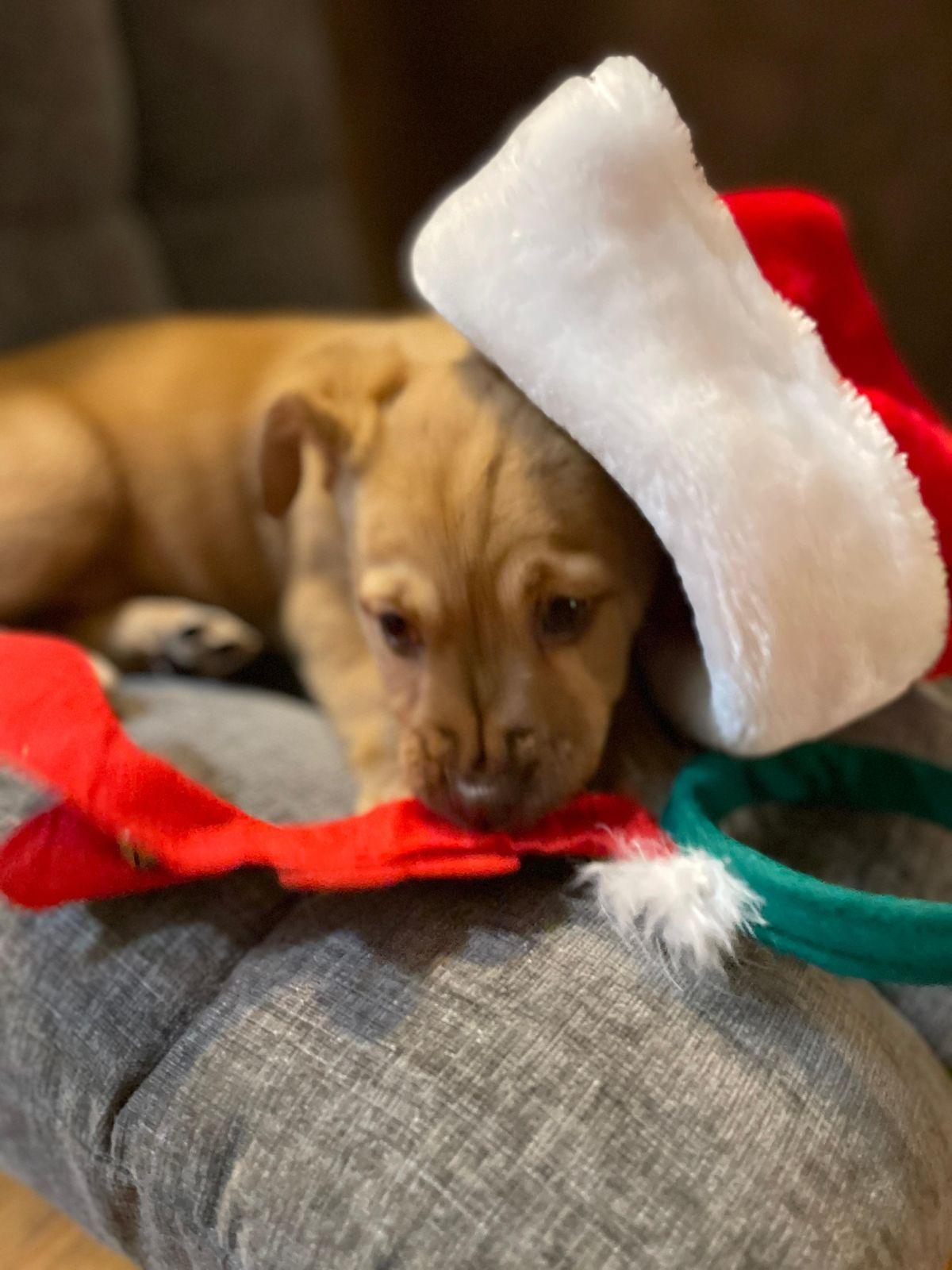 Enlarge Fiona, an adopted mixed breed in Los Angeles, CA image 5/6