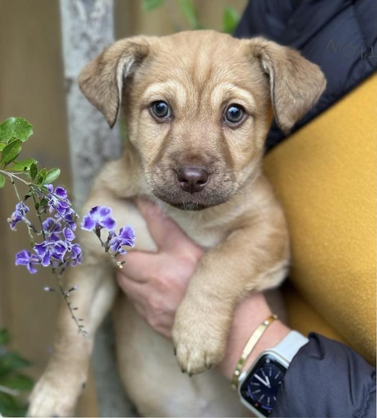 Enlarge Fiona, an adopted mixed breed in Los Angeles, CA image 1/6