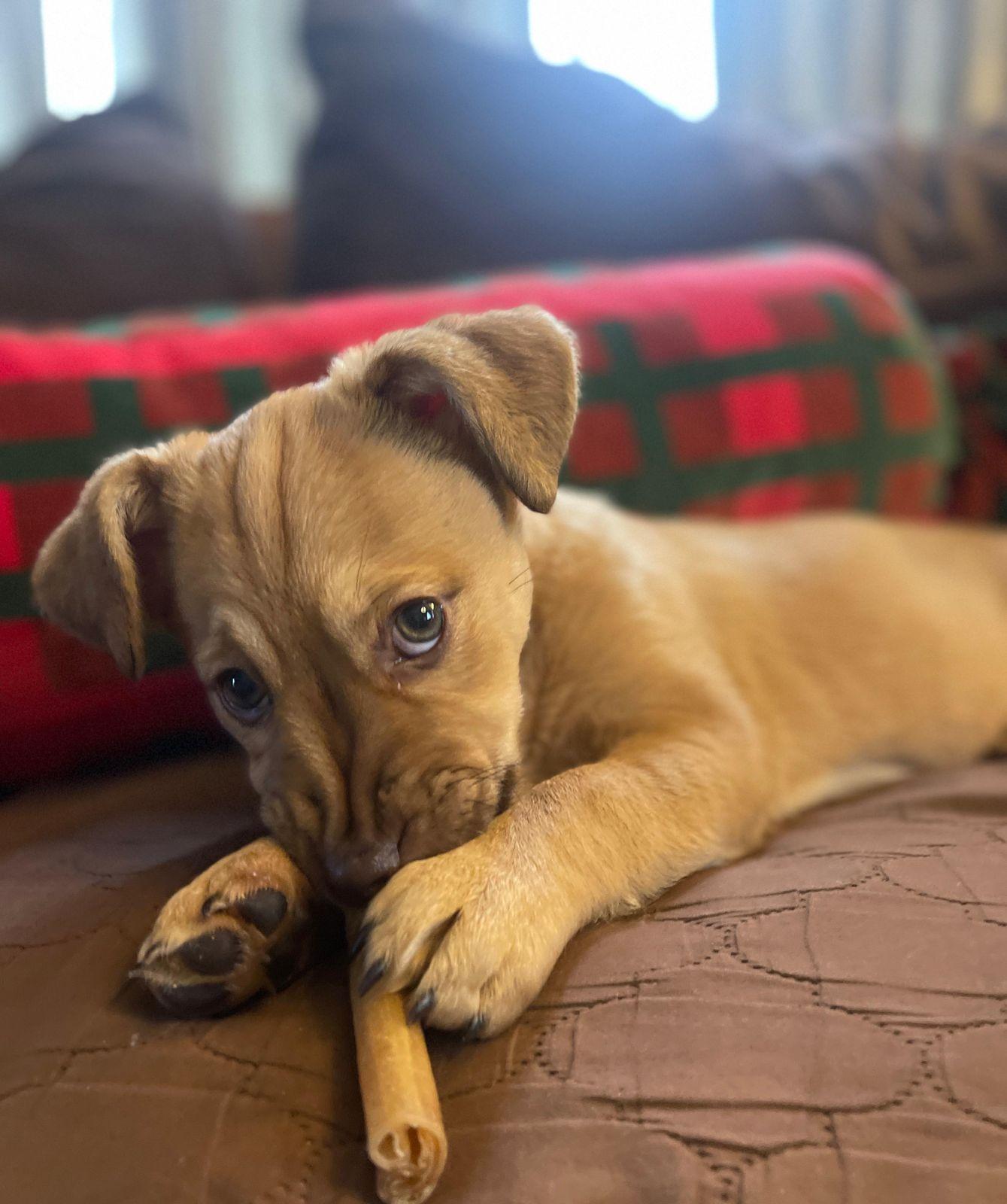 Enlarge Fiona, an adopted mixed breed in Los Angeles, CA image 4/6