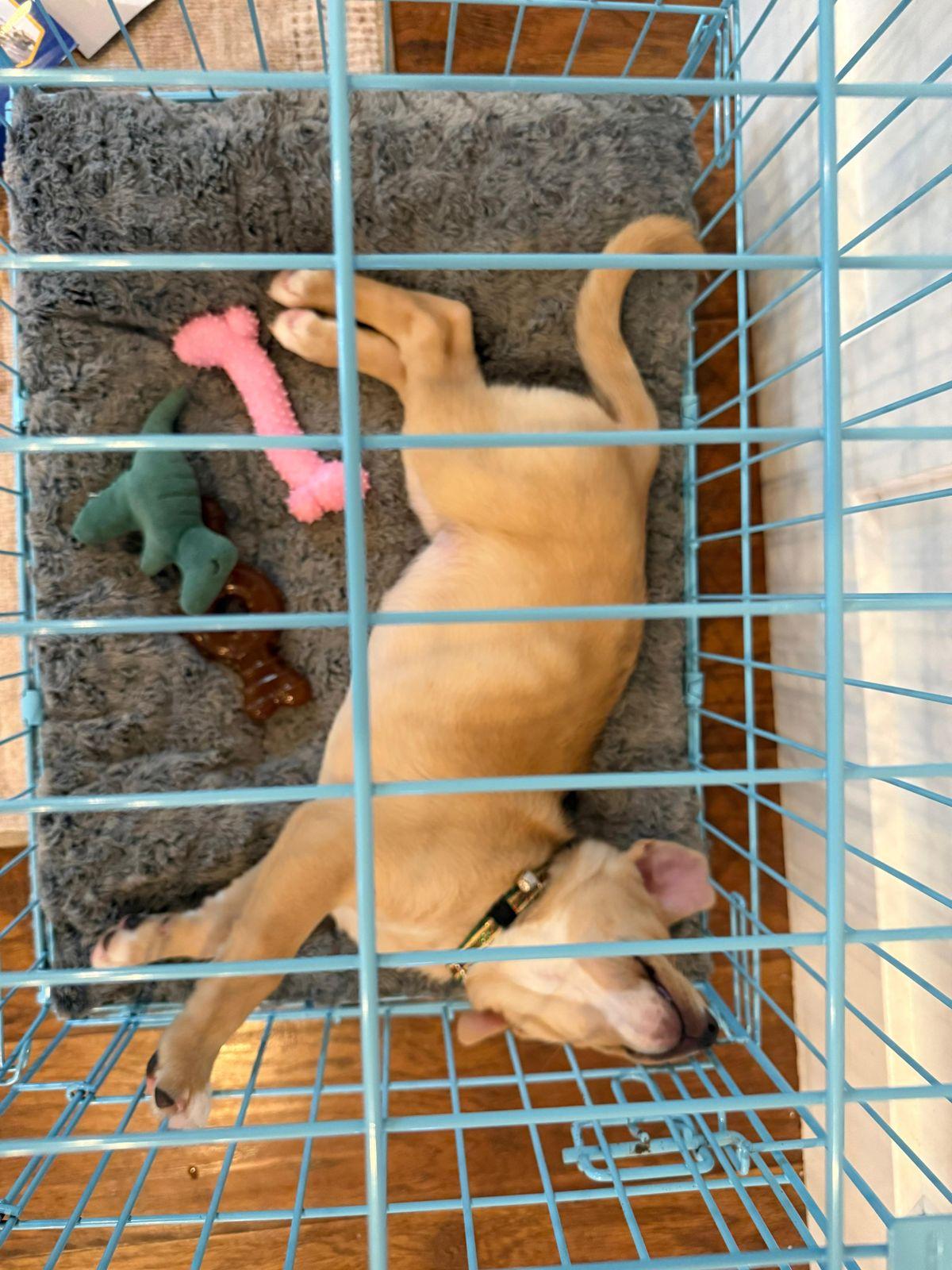 Enlarge Fiona, an adopted mixed breed in Los Angeles, CA image 6/6