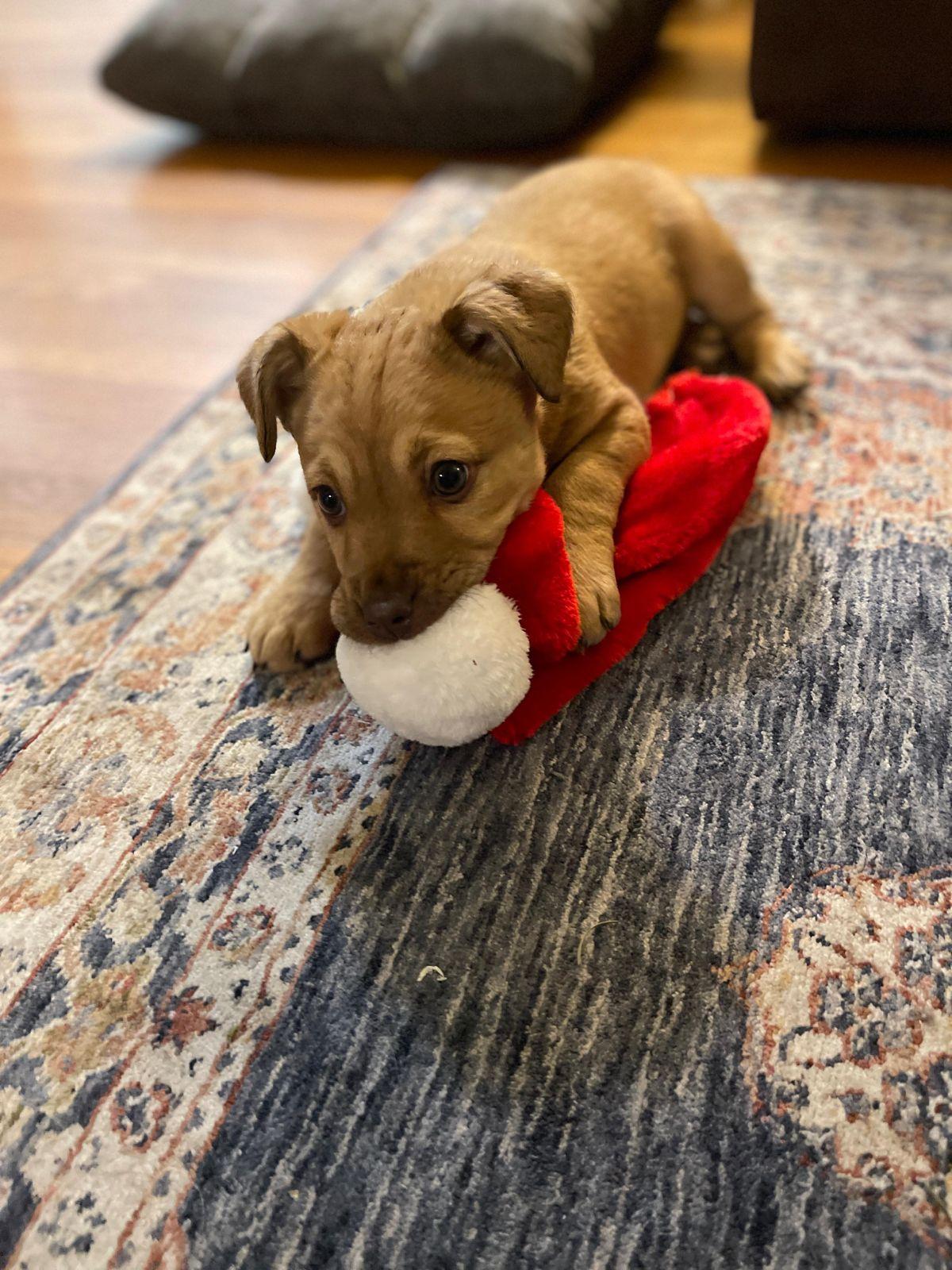 Enlarge Fiona, an adopted mixed breed in Los Angeles, CA image 3/6