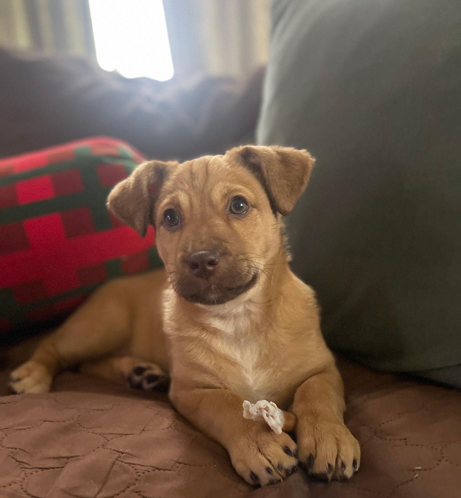 Enlarge Fiona, an adopted mixed breed in Los Angeles, CA image 2/6