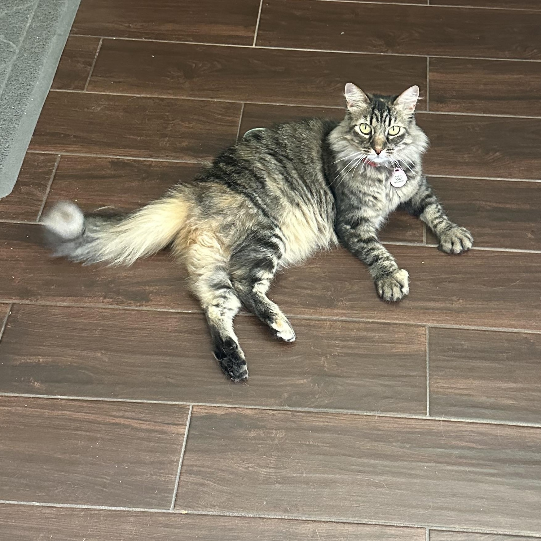 Fiona, Adoptable, Adult Female Domestic Long Hair & Maine Coon.
