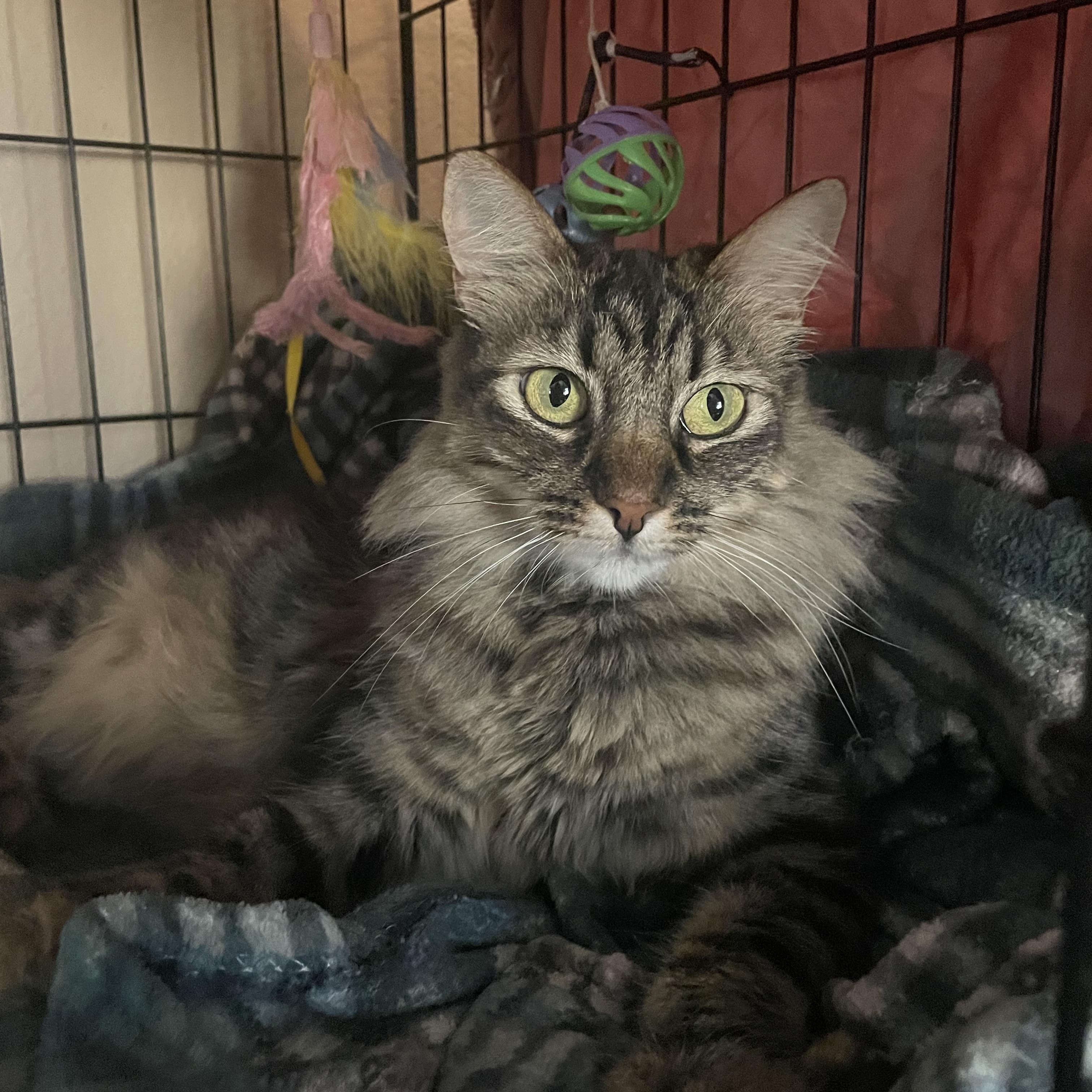 Enlarge Fiona, a Adoptable mixed breed in Orange, CA image 3/6