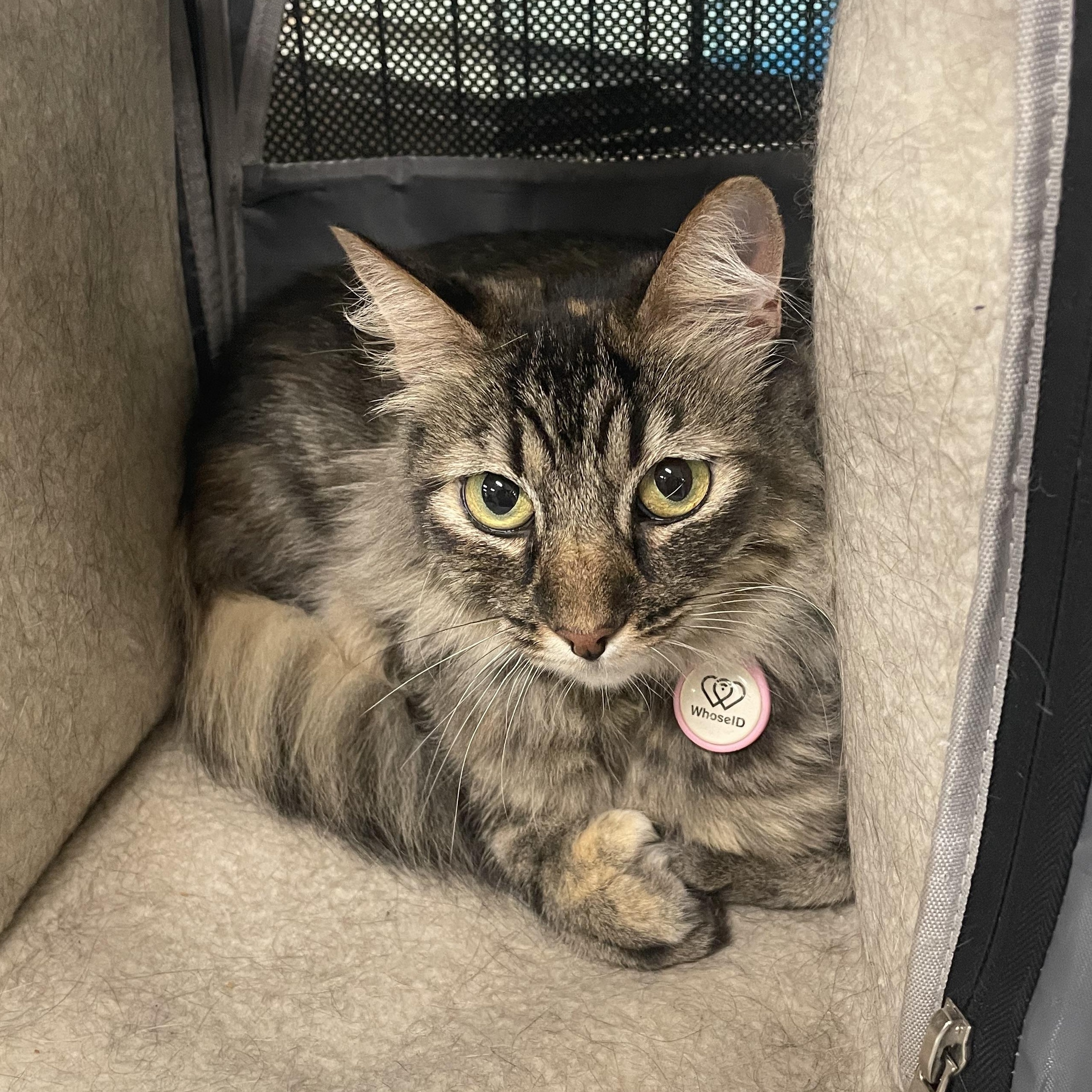 Enlarge Fiona, a Adoptable mixed breed in Orange, CA image 2/6