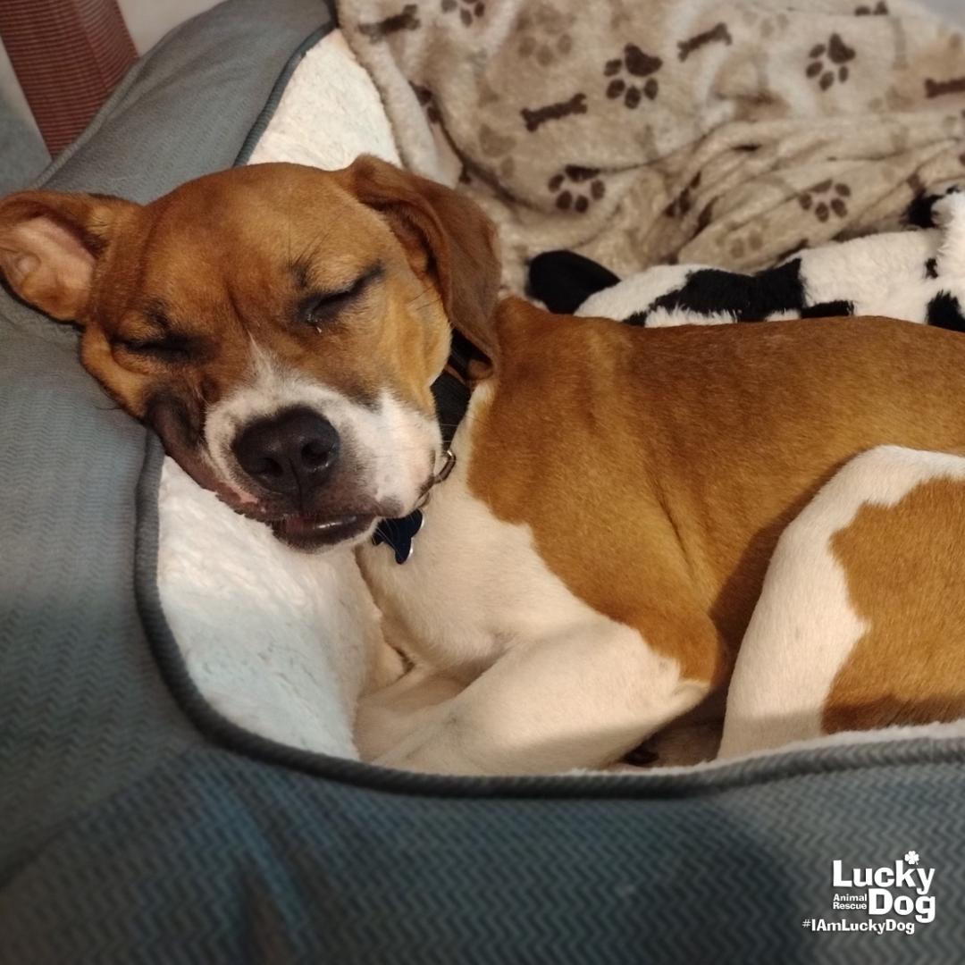 Marcie, Adoptable, Young Female Labrador Retriever & Boxer.