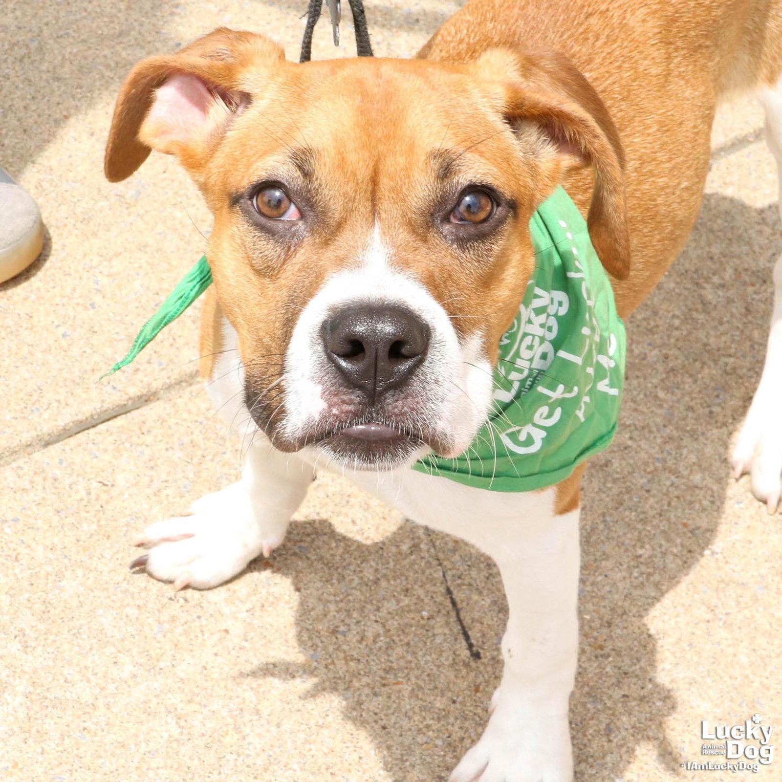 Enlarge Marcie, a Adoptable mixed breed in Washington, DC image 2/3