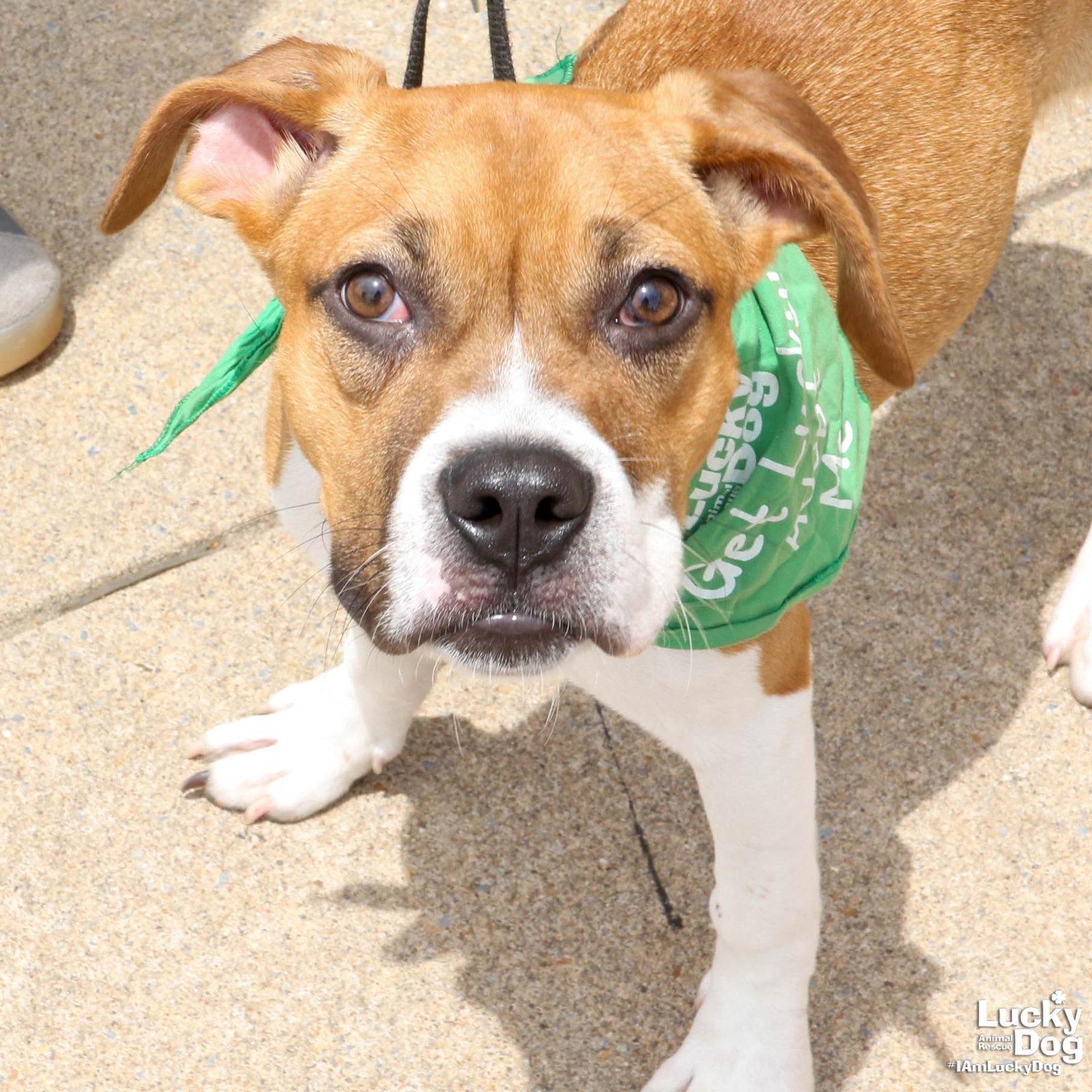 Enlarge Marcie, a Adoptable mixed breed in Washington, DC image 3/3