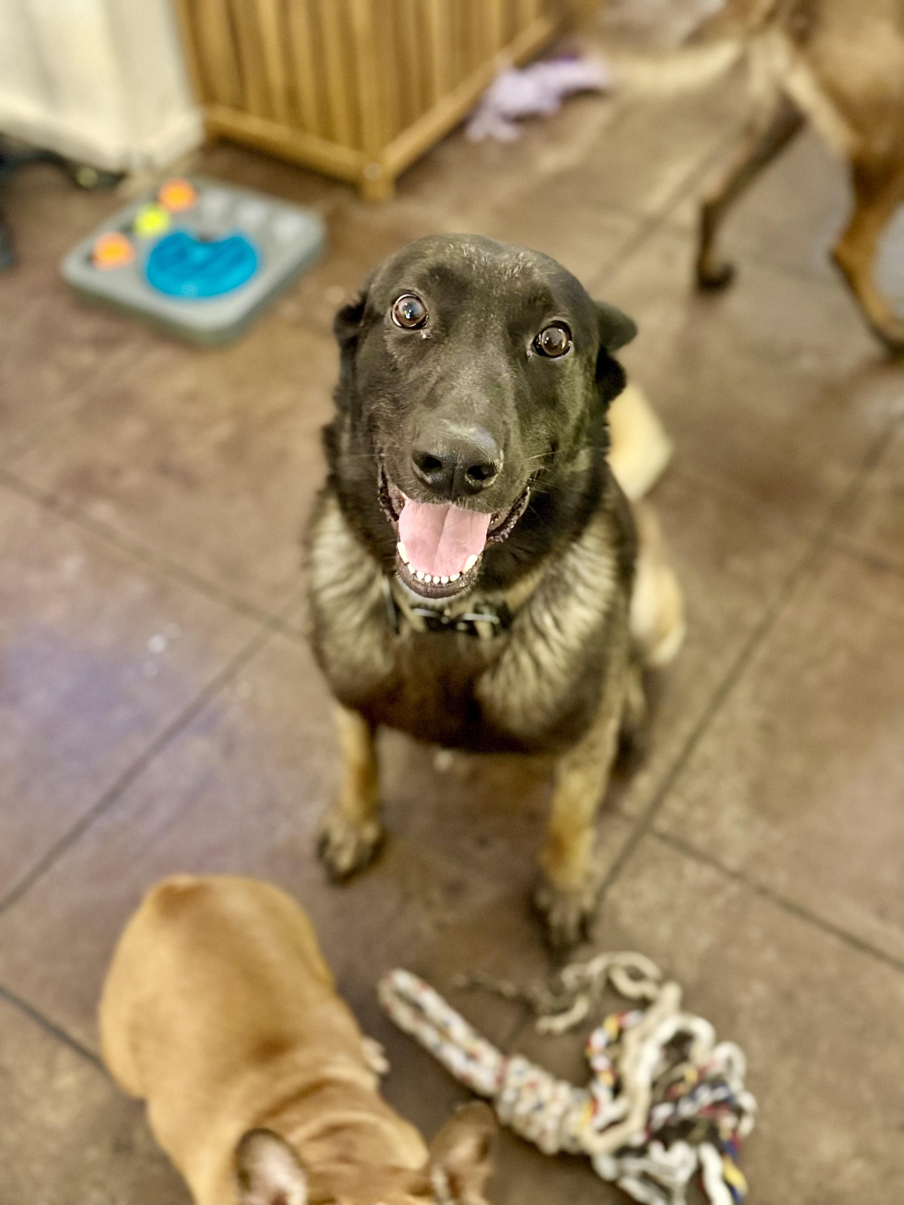 Enlarge Ghost, a Adoptable mixed breed in Torrance, CA image 4/4