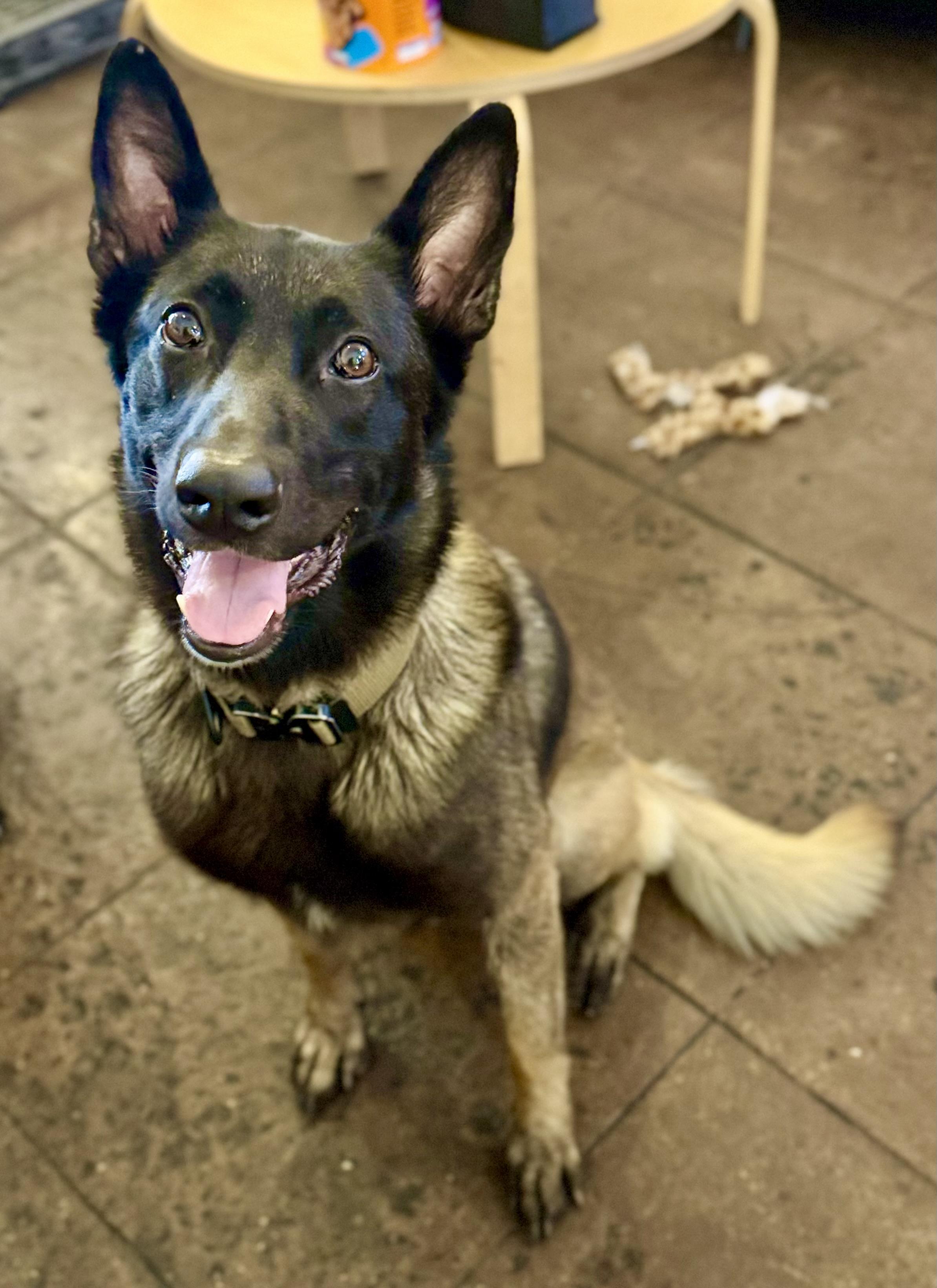 Ghost, Adoptable, Adult Male Belgian Shepherd / Malinois & German Shepherd Dog.