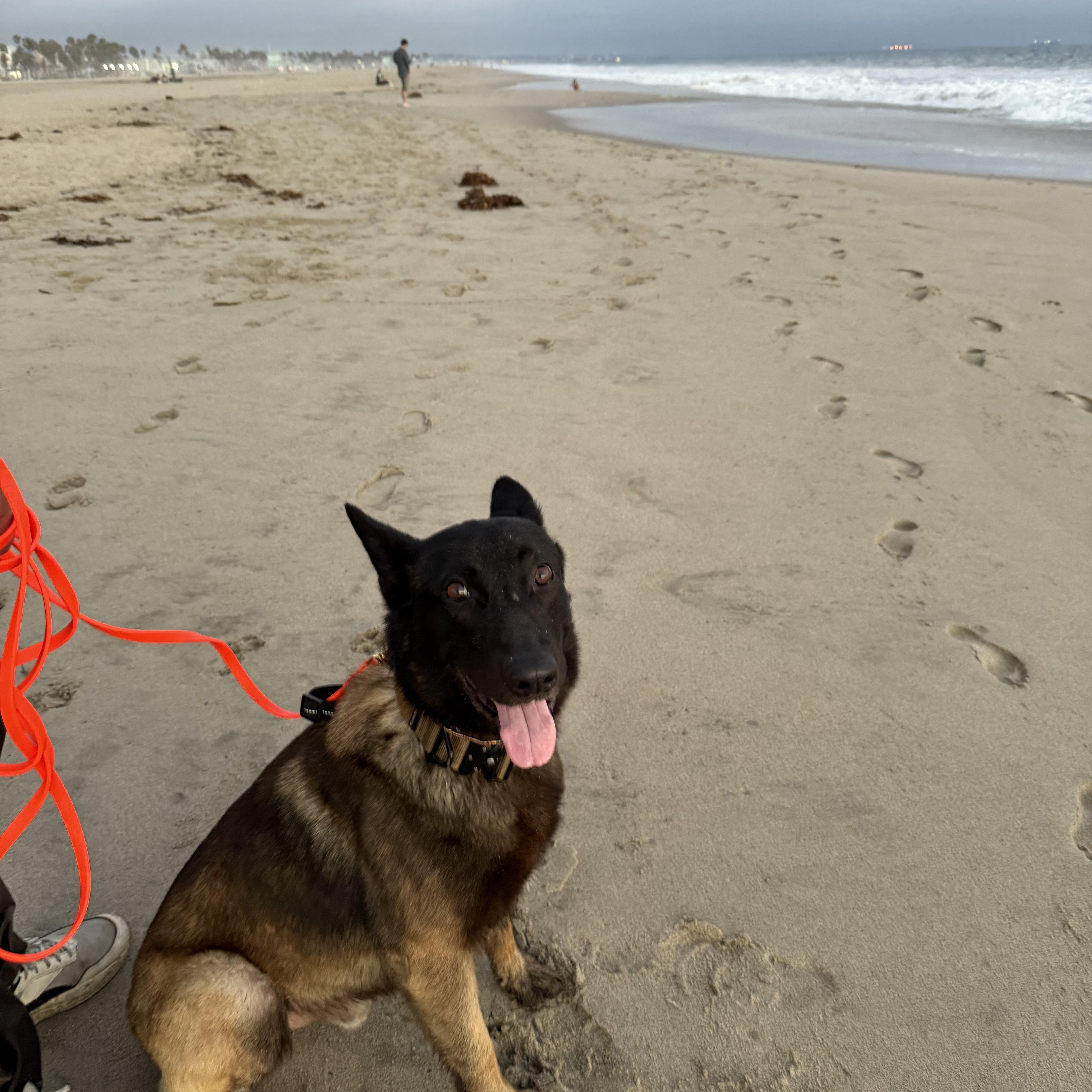 Enlarge Ghost, a Adoptable mixed breed in Torrance, CA image 2/4