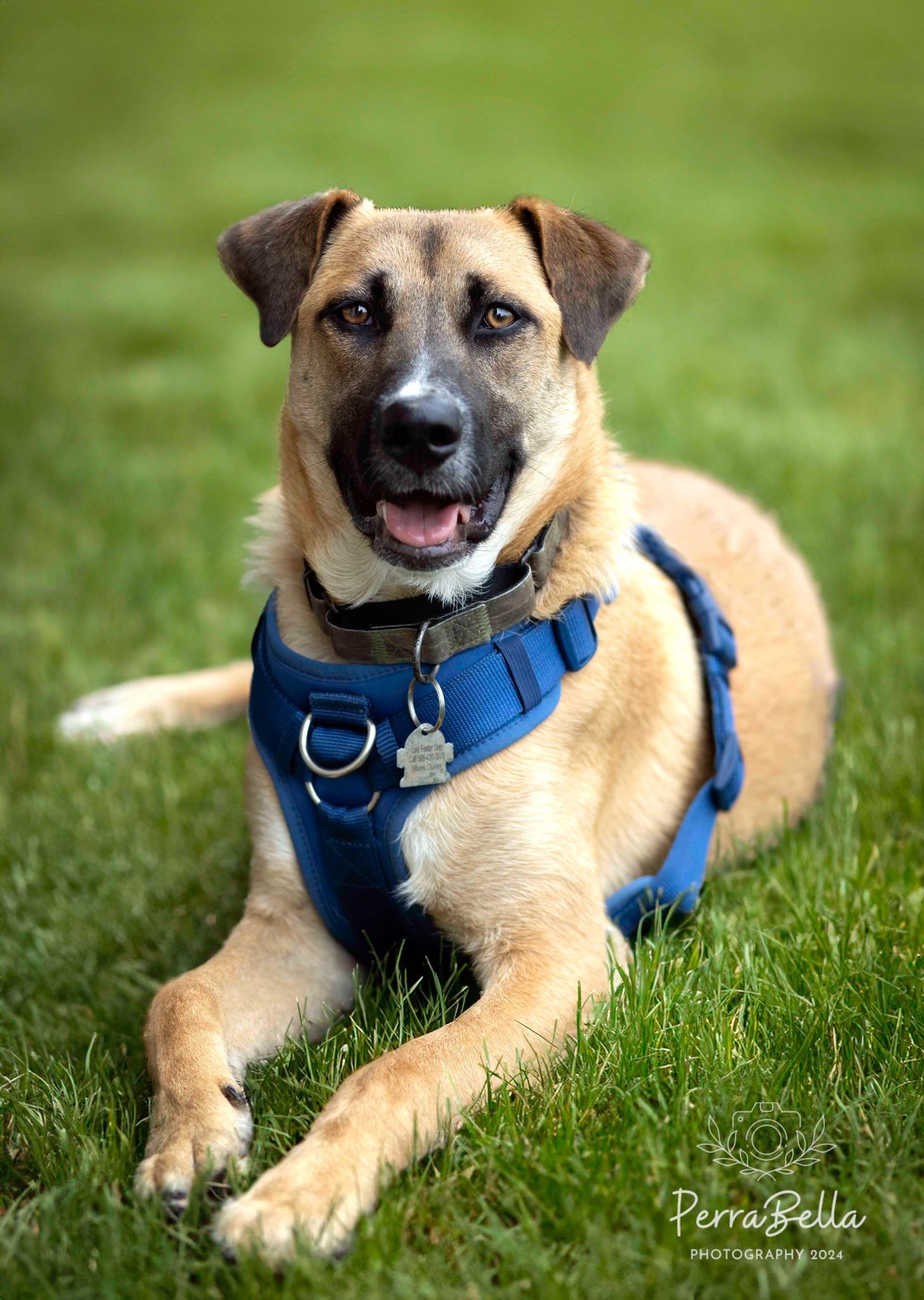 Adagio, Adoptable, Adult Male German Shepherd Dog.