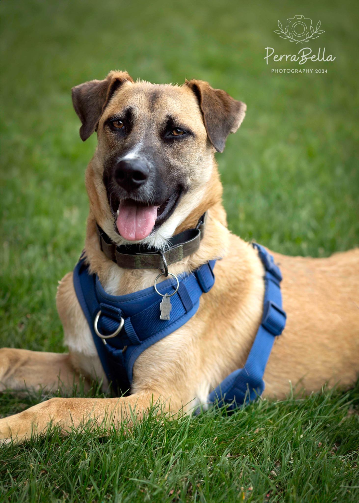 Enlarge Adagio, a Adoptable mixed breed in West Richland, WA image 2/6