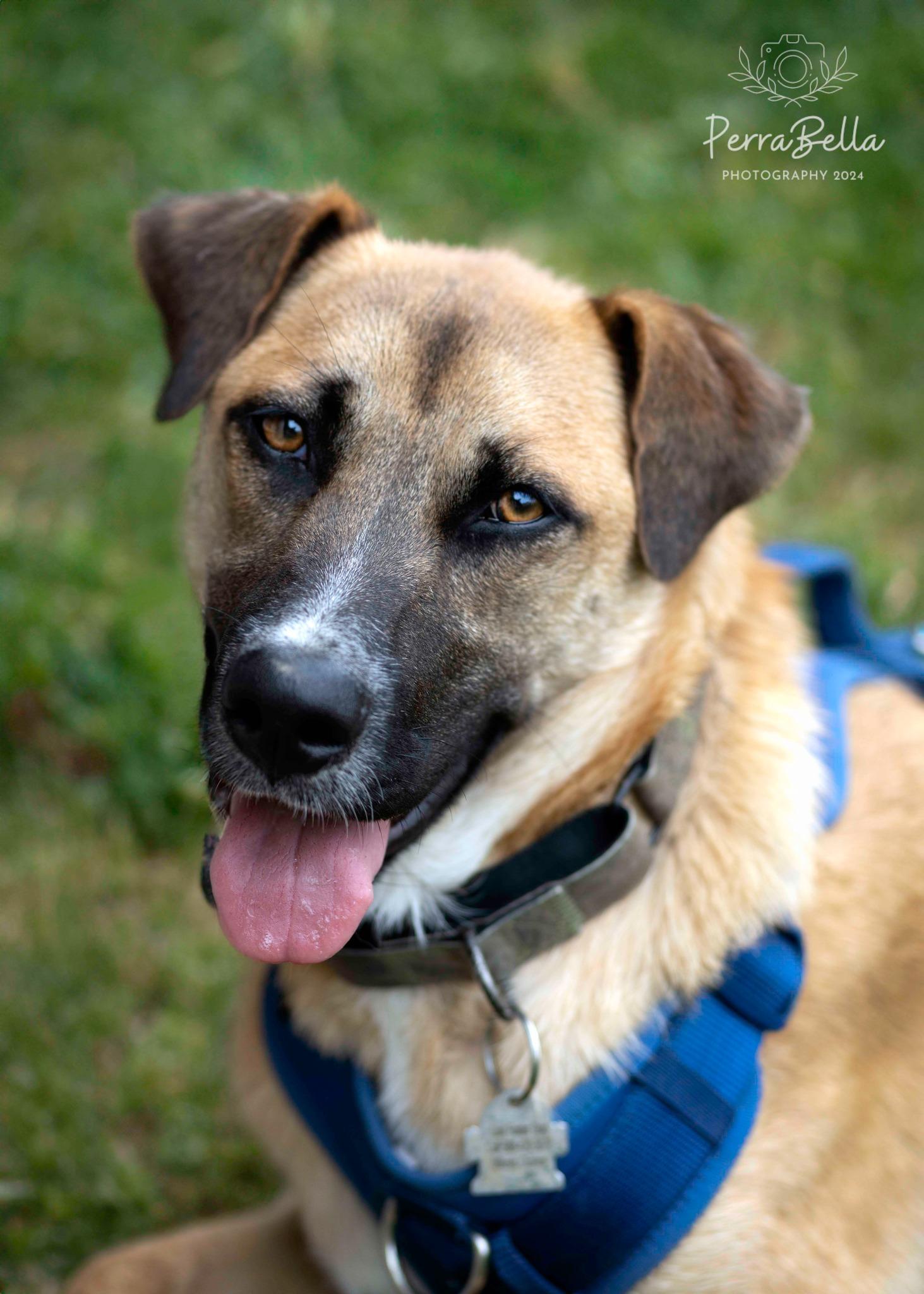 Enlarge Adagio, a Adoptable mixed breed in West Richland, WA image 3/6