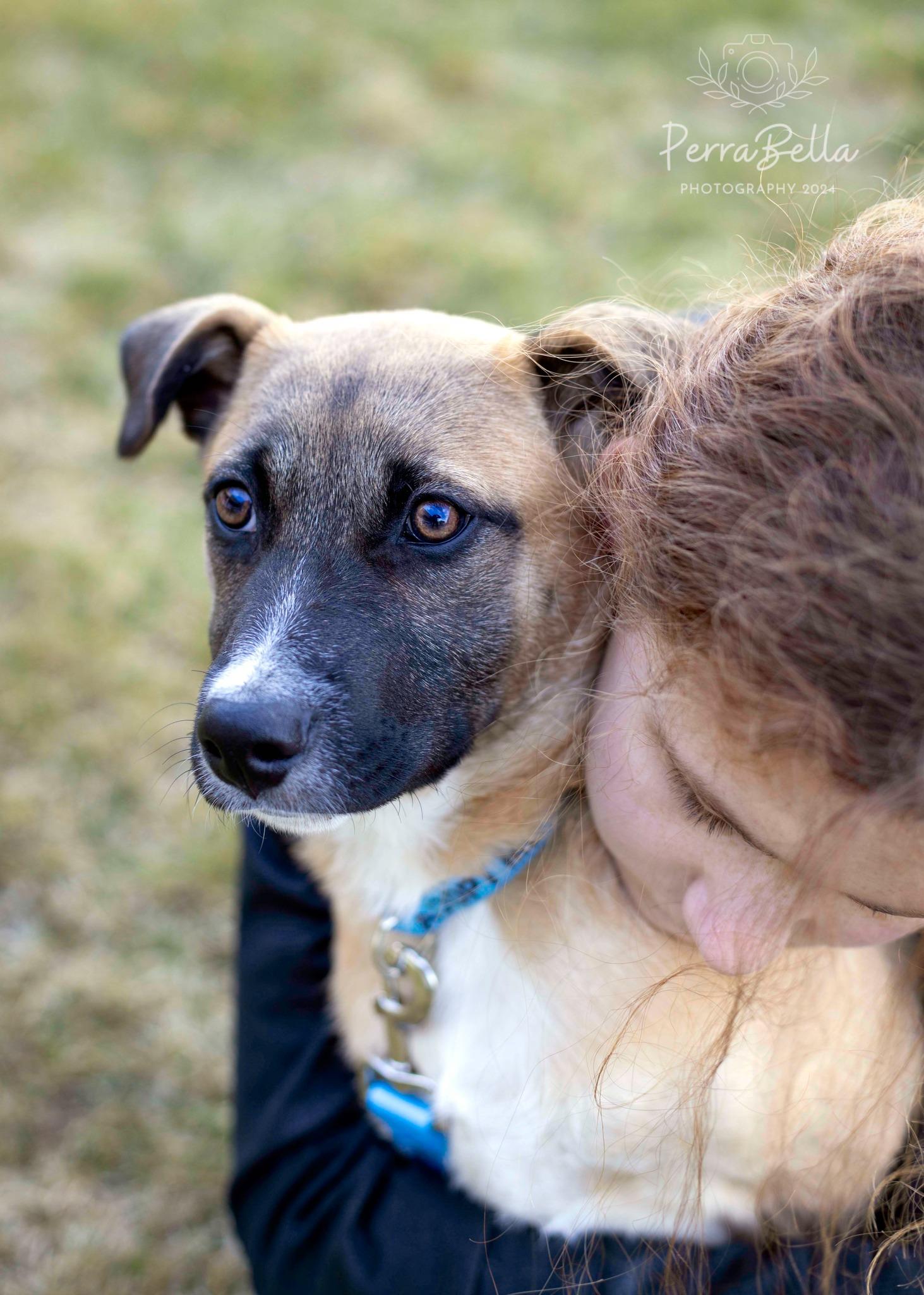 Enlarge Adagio, a Adoptable mixed breed in West Richland, WA image 4/6
