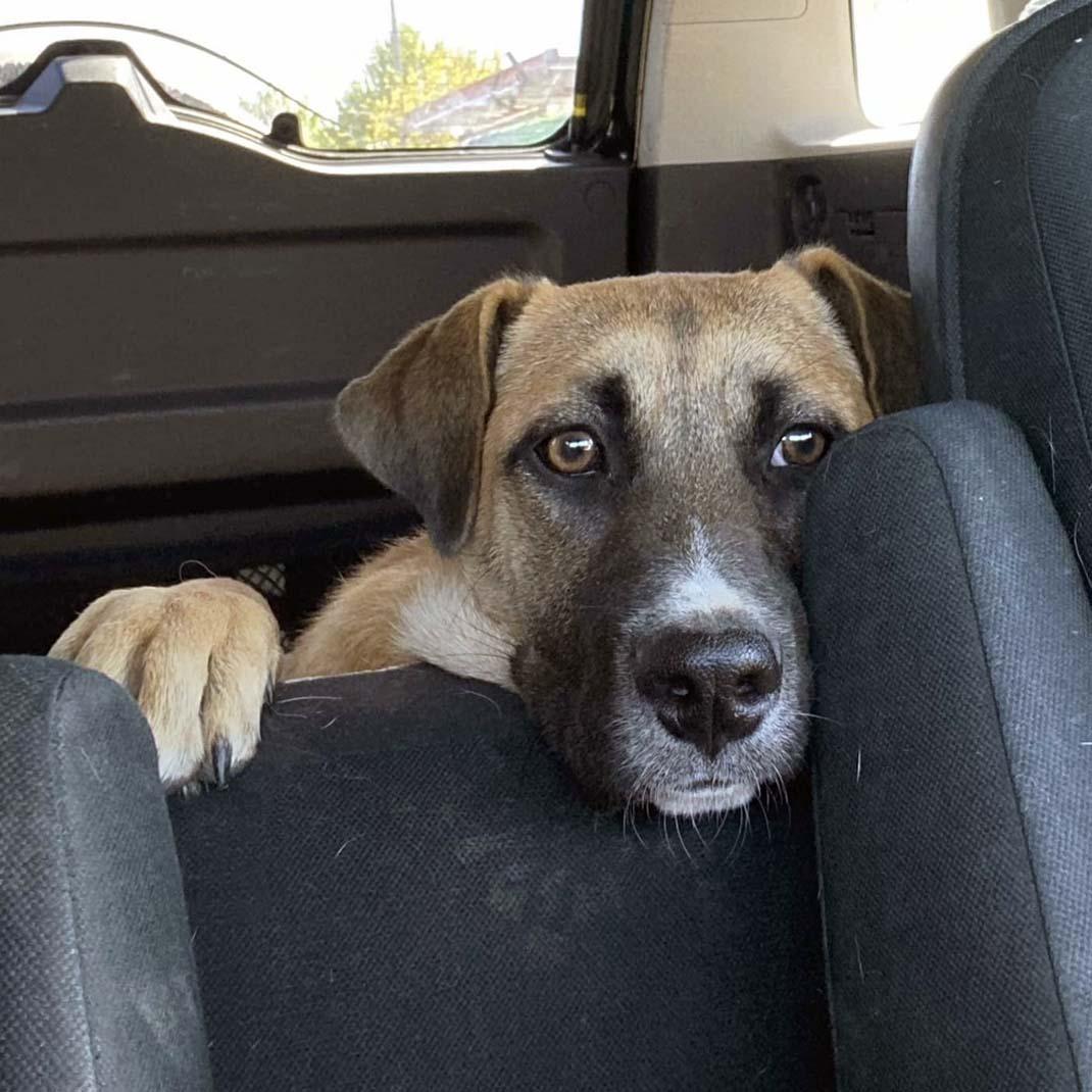 Enlarge Adagio, a Adoptable mixed breed in West Richland, WA image 5/6