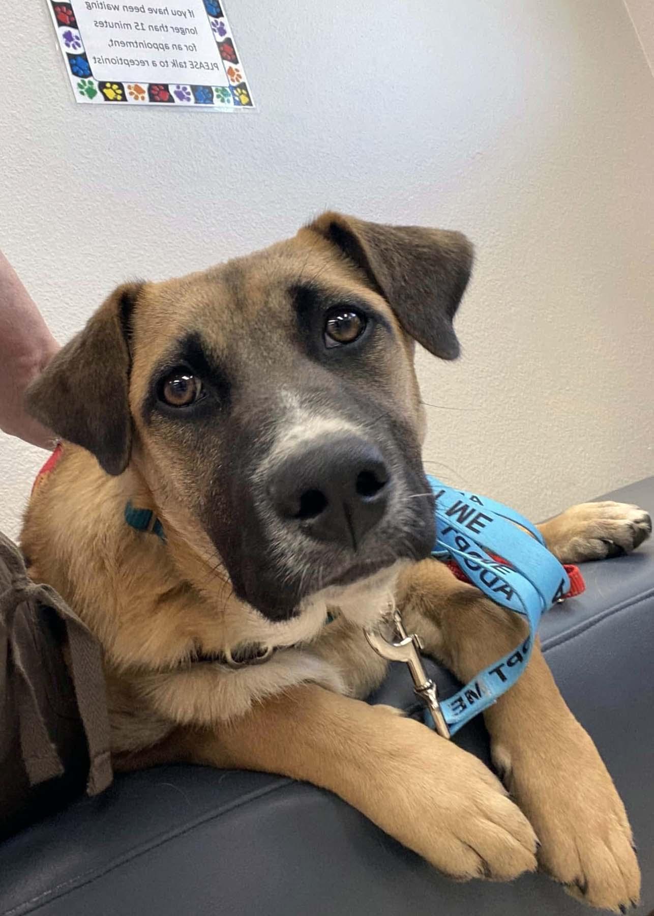 Enlarge Adagio, a Adoptable mixed breed in West Richland, WA image 6/6