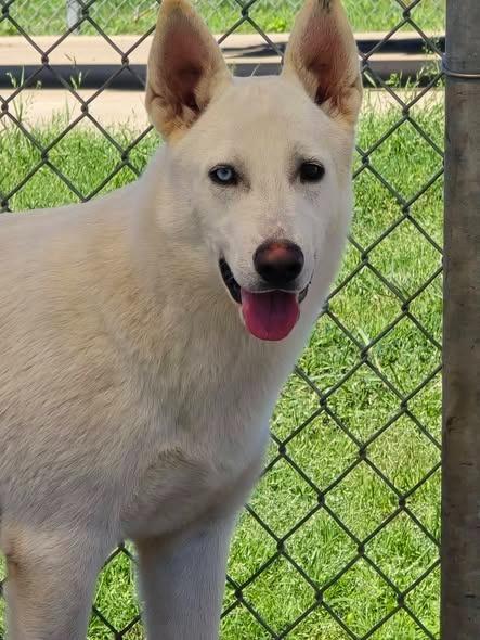 Enlarge Apollo, a Adoptable Shepherd in Humble, TX image 1/1