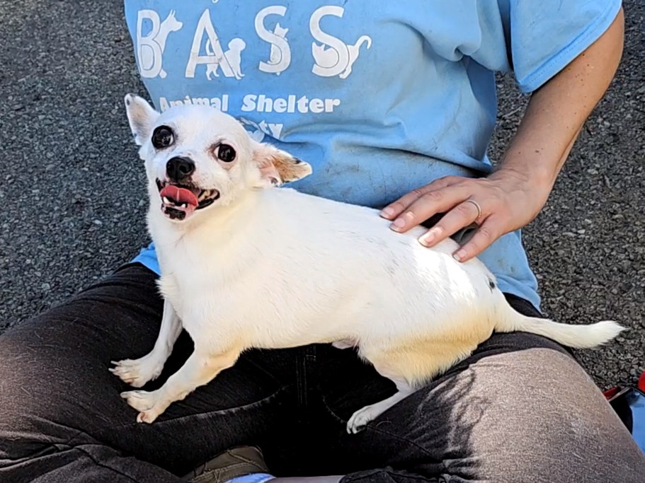 Dog for adoption Tiny (and Sarge), a Chihuahua in Ringwood, NJ